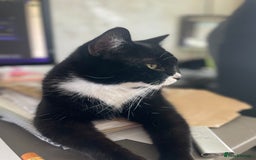 Mixed Breed cats for sale: Maine Coon mix boy - Image 2