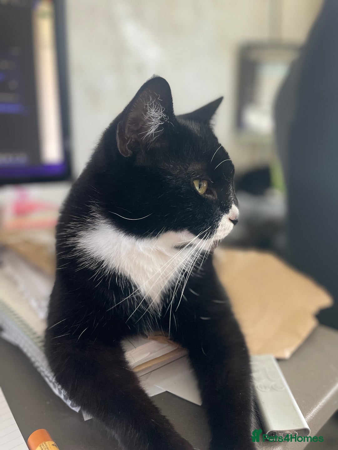Mixed Breed cats for sale: Maine Coon mix boy - Image 2