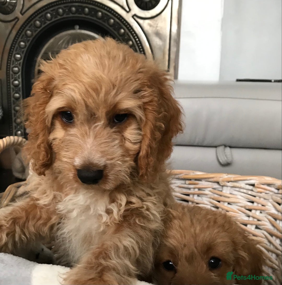 Cockapoo dogs for sale: 🐩🐶STUNNING F1 COCKAPOO PUPPIES🐶🐩 - Image 36