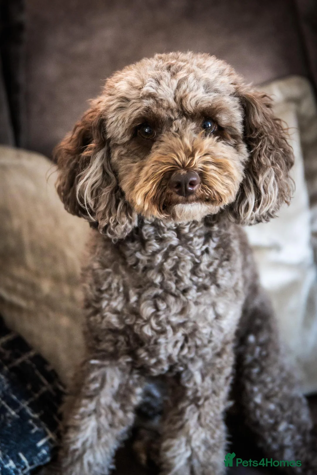 Miniature Poodle dogs for sale: Miniature Poodle Puppies - Advert 14