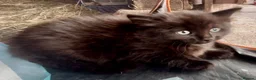 Mixed Breed cats for sale: Beautiful fluffy mixed breed kitten girls  - Advert 2