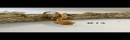 Gecko reptiles for sale: NEW Adult + Juvenile Crested Geckos + Lilly Whites - Advert 28