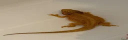 Bearded Dragon reptiles for sale: Female bearded dragon and full set up - Advert 2