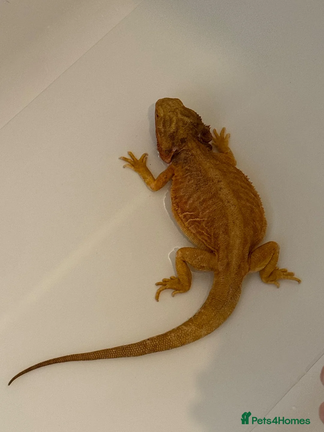 Bearded Dragon reptiles for sale: Female bearded dragon and full set up - Advert 2
