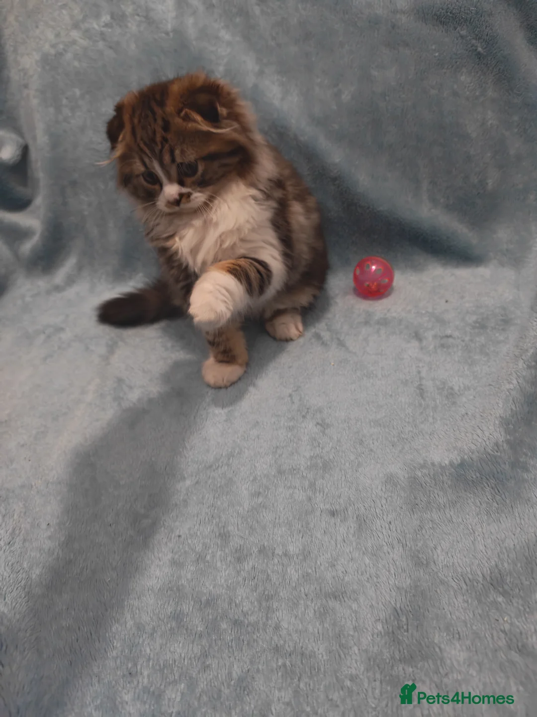 Mixed Breed cats for sale: Sccotis flod & Fluffy kittens VIDEOS - Advert 29