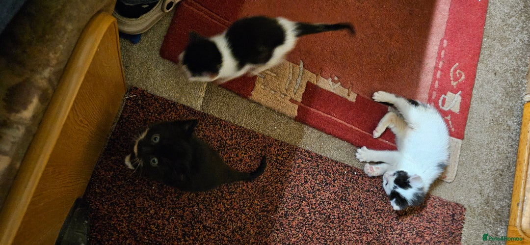 Mixed Breed cats for sale: Kittens - Advert 3