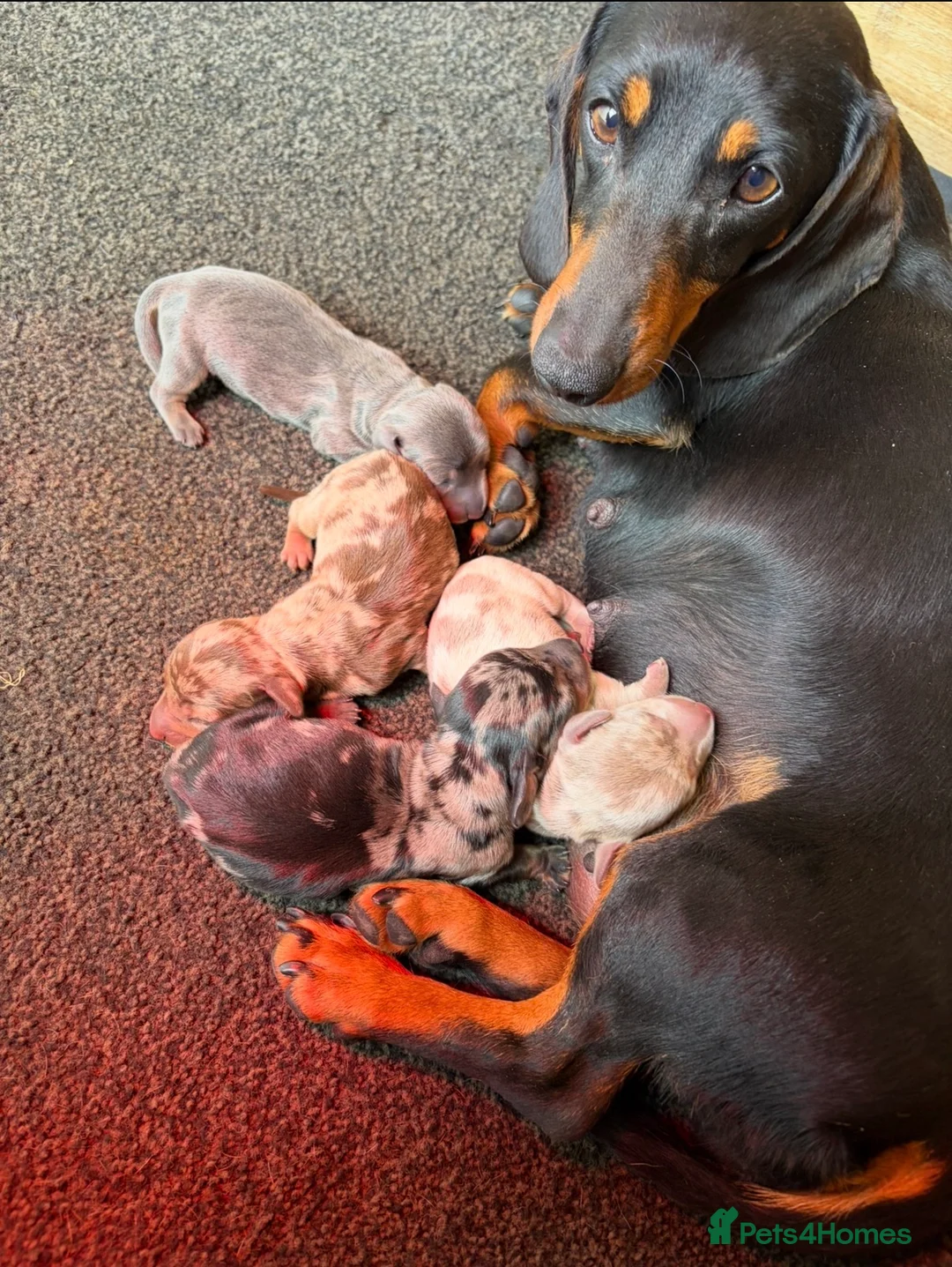 Dachshund dogs for sale: Miniature dachshund puppies - Advert 2