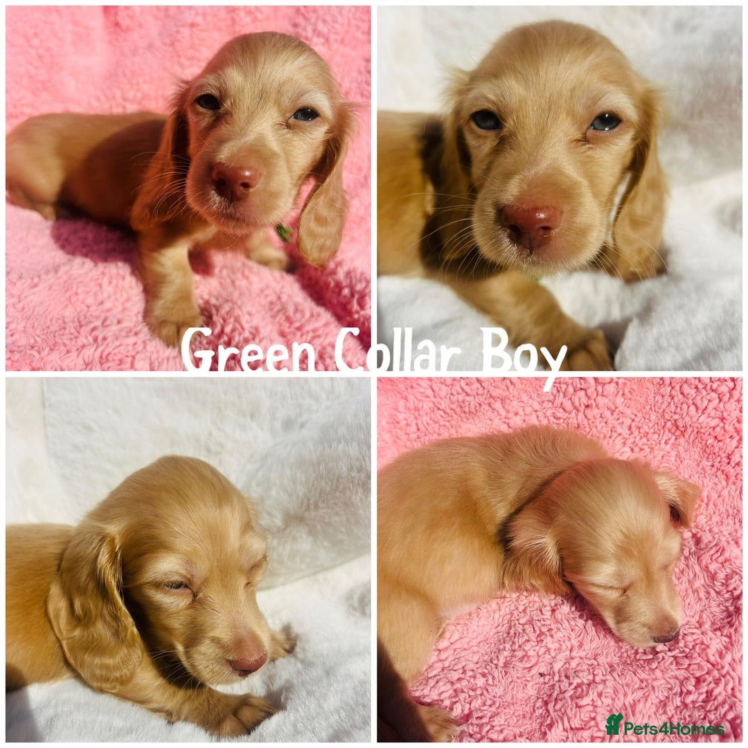 Miniature Dachshund dogs for sale: Ready to leave 🐾 beautiful long hair miniatures  - Image 2