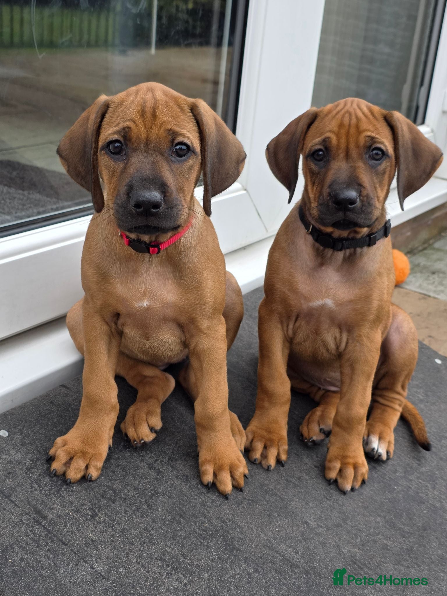 Rhodesian Ridgeback dogs Outstanding Pedigree Ready 16.06.26 - Advert 8