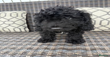 Cockapoo dogs - Advert 12