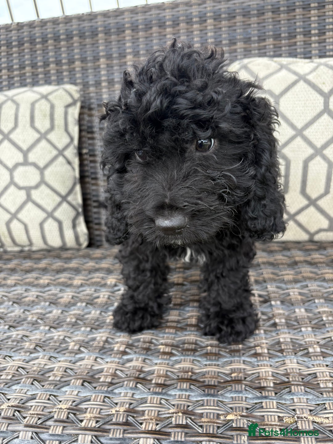 Cockapoo dogs for sale: 🐾STUNNING COCKERPOO F1 health tested parents 🐾 - Image 3