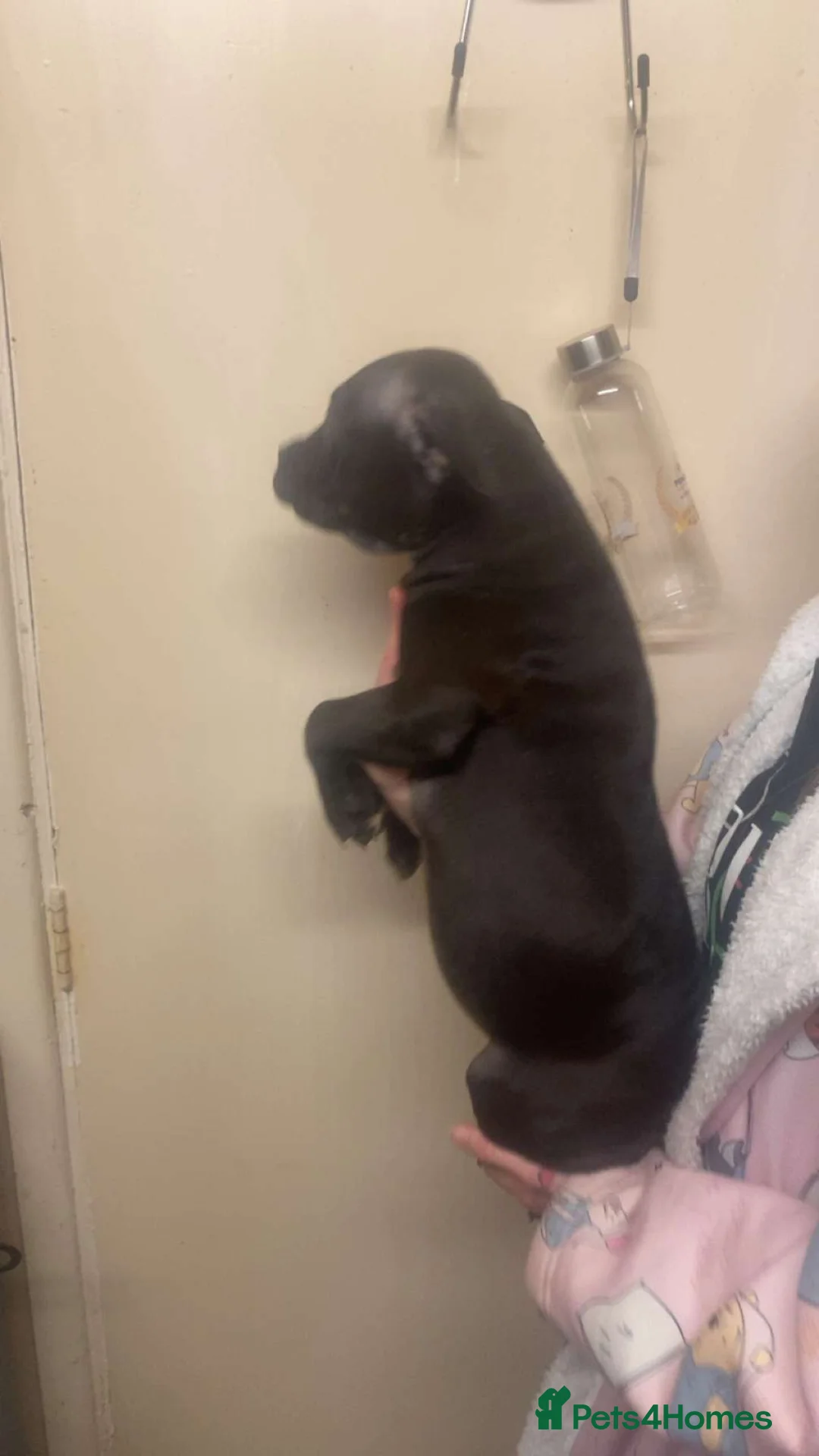 Staffordshire Bull Terrier dogs for sale: Beautiful Staffies pups  - Advert 14