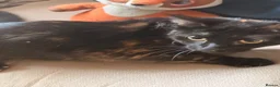 Mixed Breed cats for sale: tortious shell female cat  - Advert 3