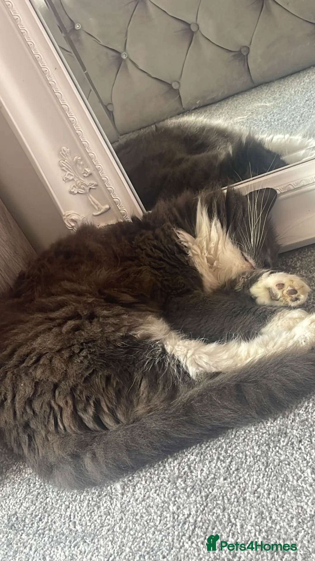 Mixed Breed cats for sale: Cat for rehoming  - Advert 2