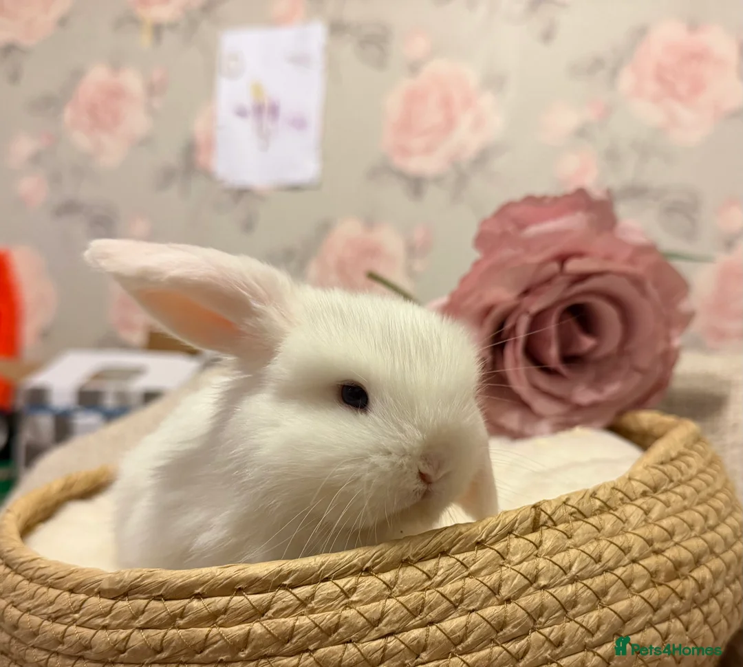 Mini Lop rabbits for sale: Mini lops - Advert 4
