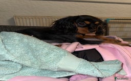 Cavalier King Charles Spaniel dogs for sale: Handsome Black and Tan boy - Image 4