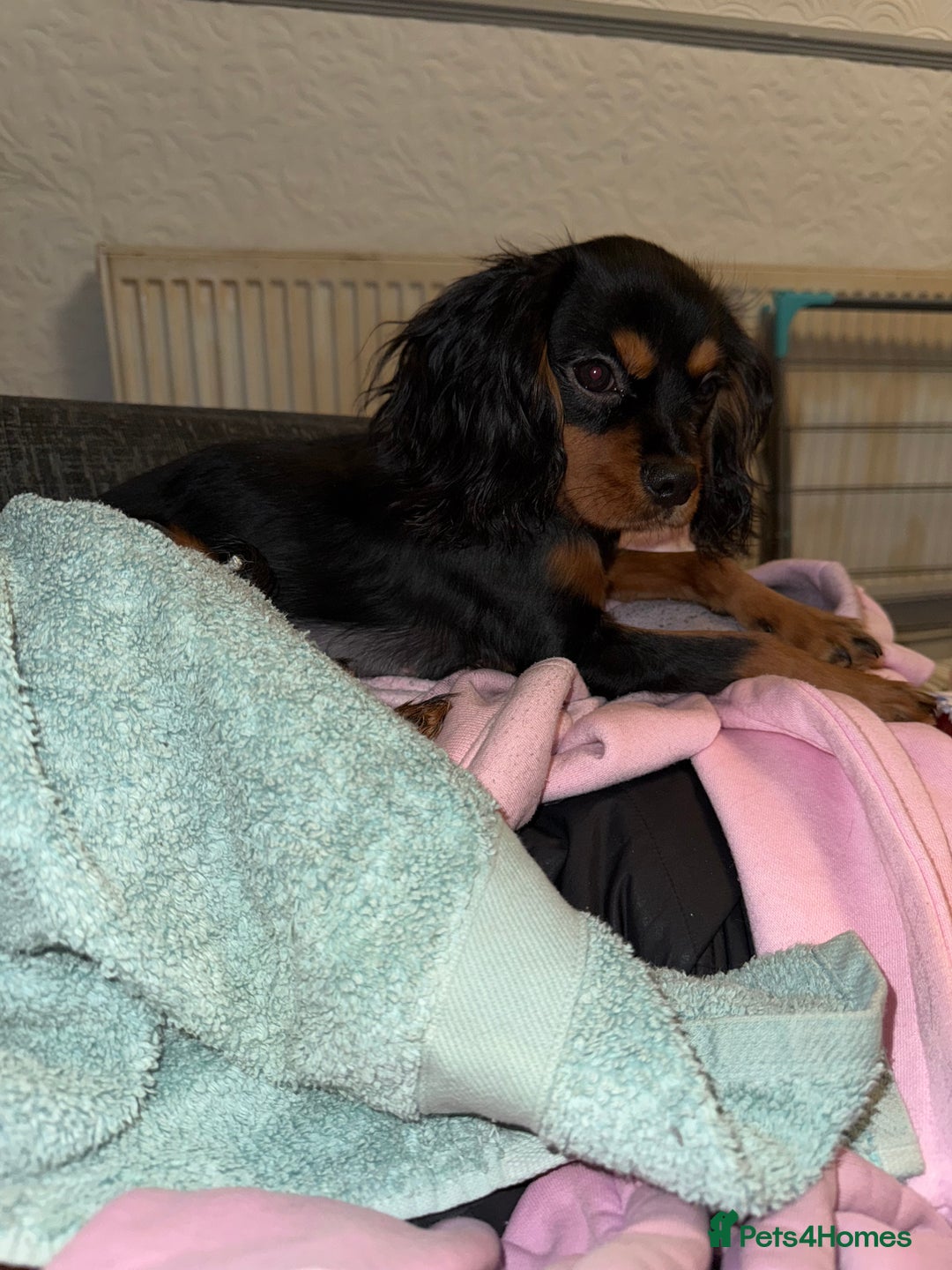 Cavalier King Charles Spaniel dogs for sale: Handsome Black and Tan boy - Image 4