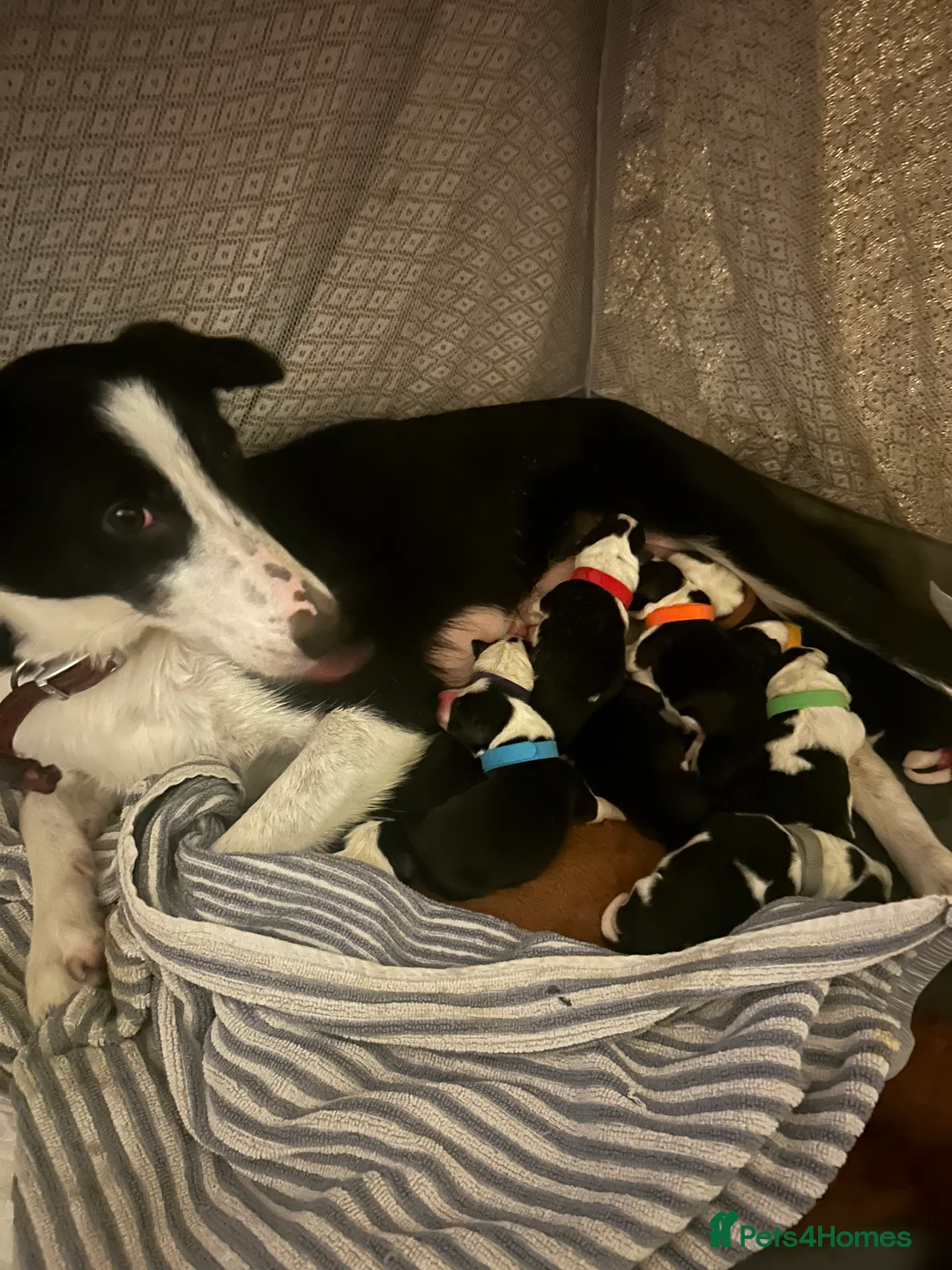 Border Collie dogs for sale: Working Border Collie puppies  - Advert 4