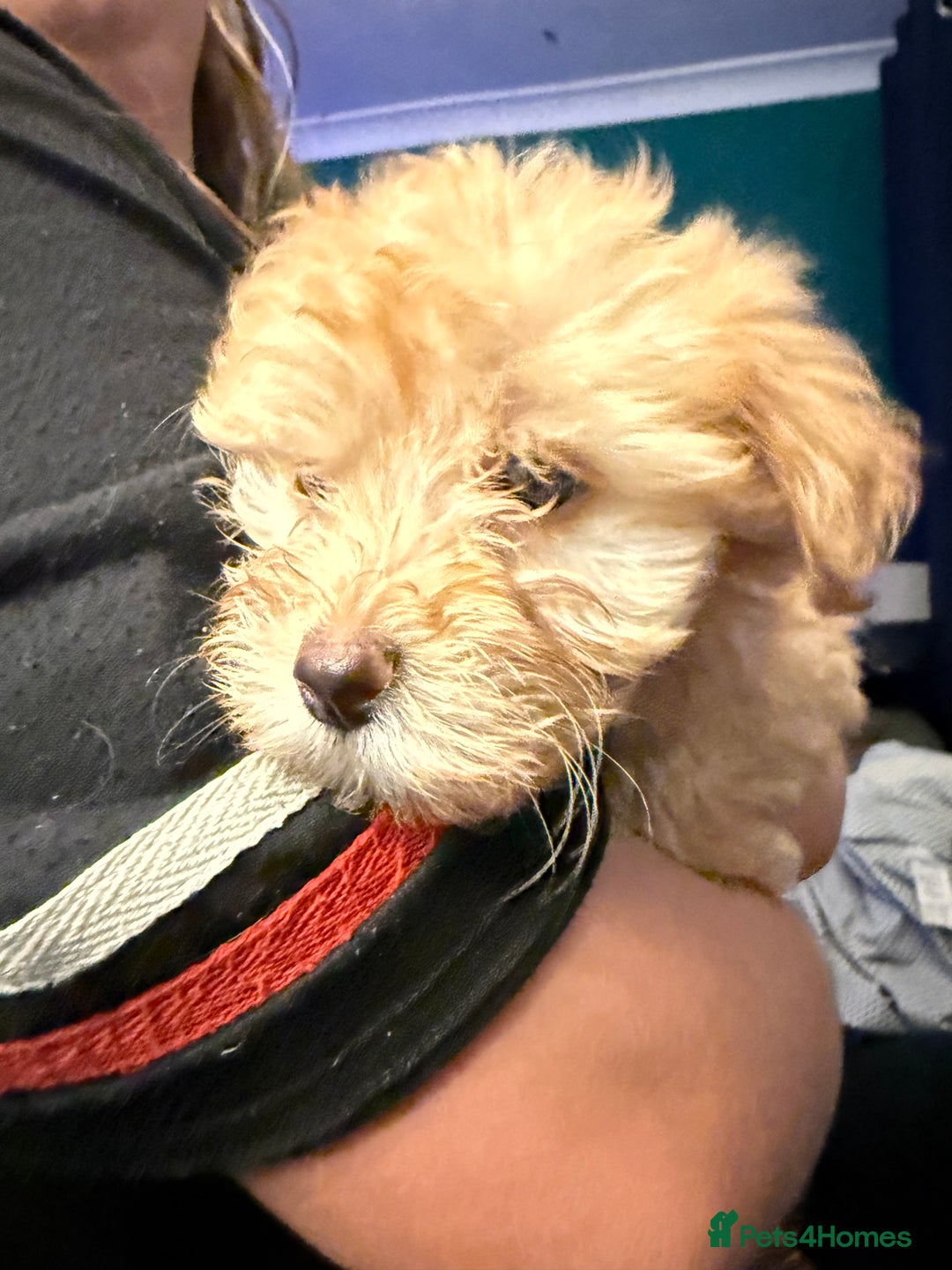 Mixed Breed dogs for sale: Cockerpoo cross puppies - Image 2
