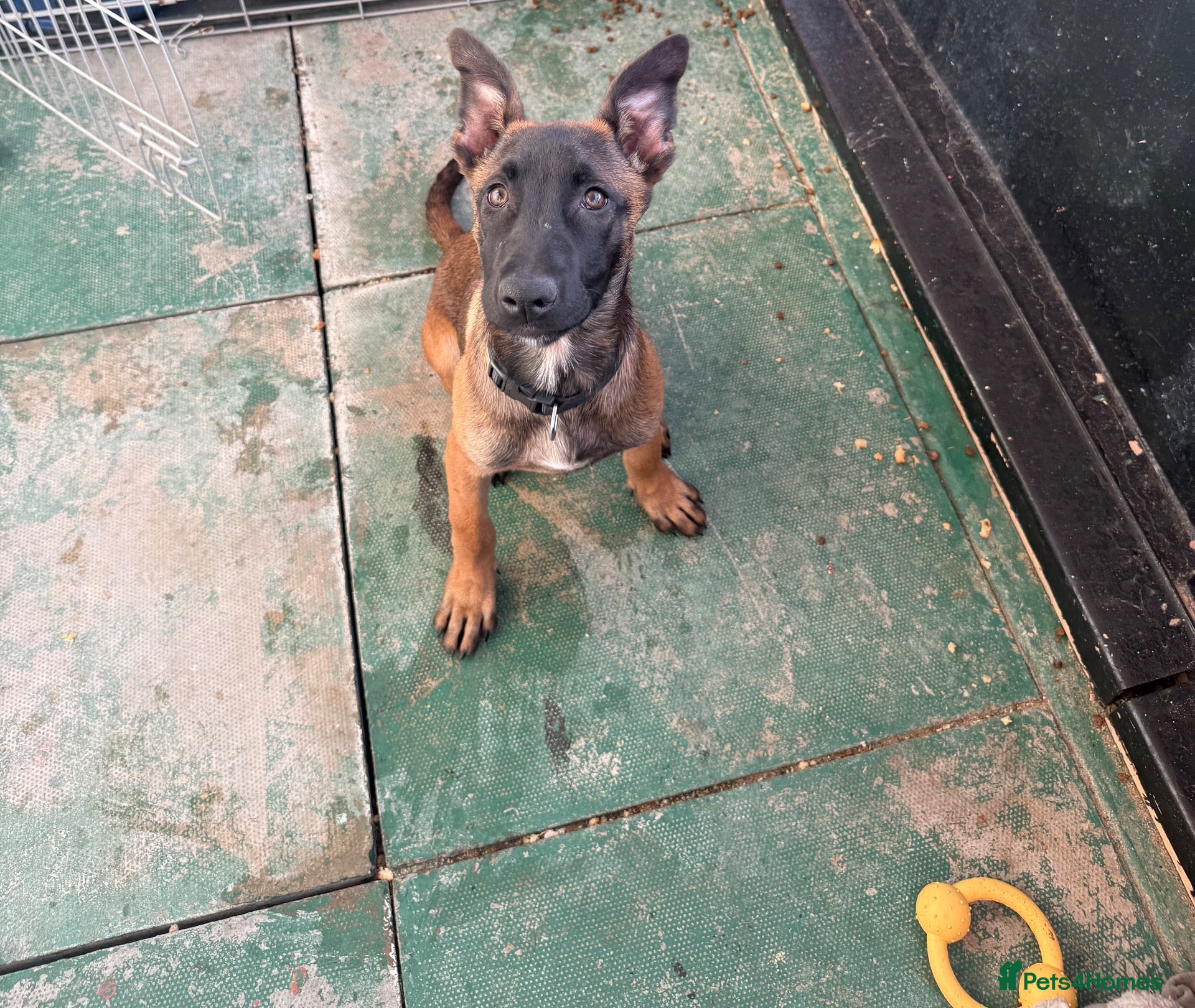 Mixed Breed dogs Bull herder for sale  - Advert 2