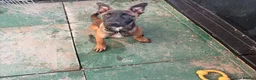 Mixed Breed dogs for sale: Bull herder for sale  in London - Advert 1