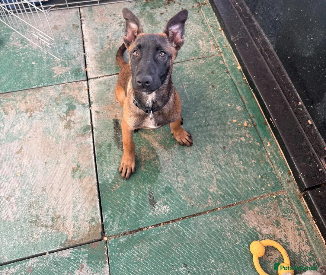 Mixed Breed dogs for sale: Bull herder for sale  in London - Advert 1
