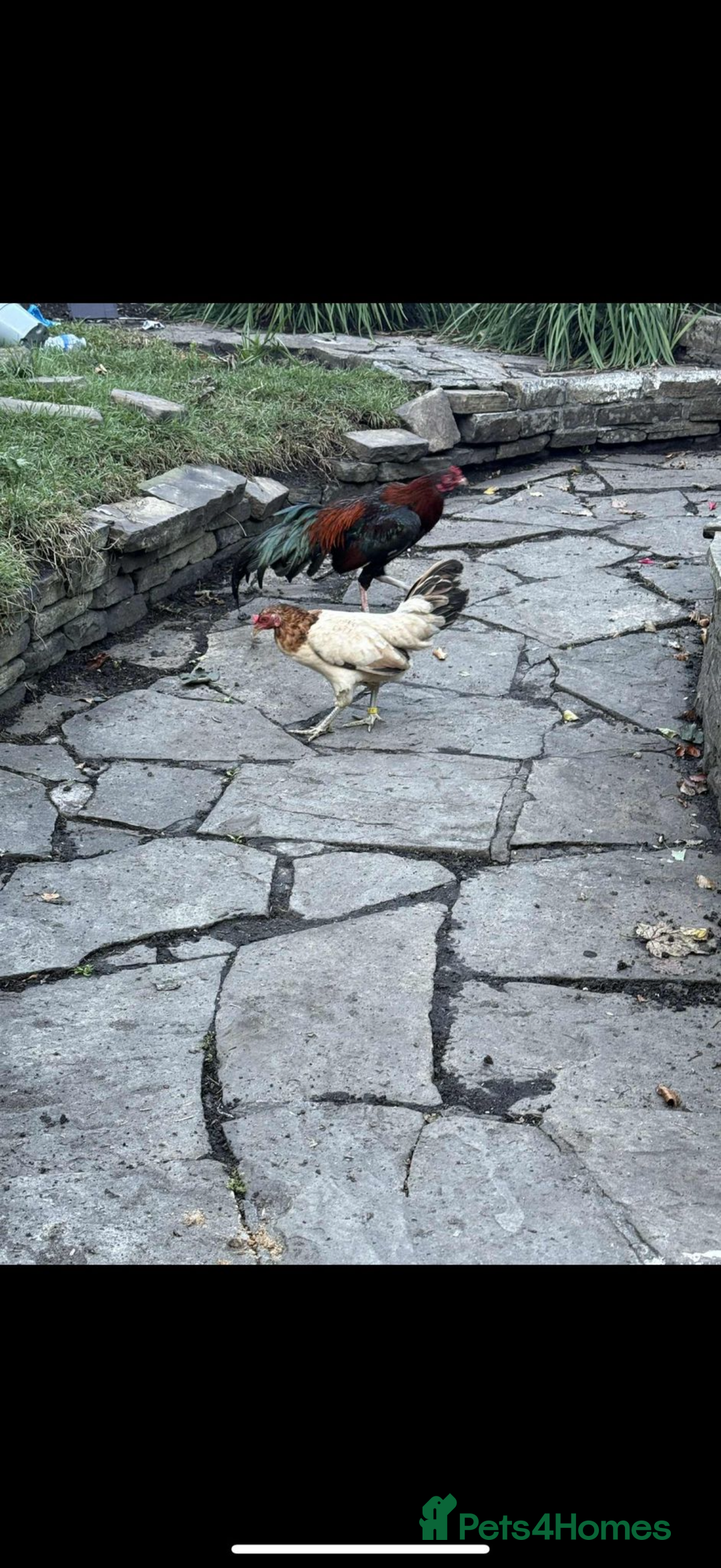 Chickens poultry for sale: Aseel rooster hens mianwali begum cheena saleta - Image 10
