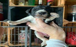 Bernedoodle dogs for sale: Standard Bernedoodle Blue Merle, Black White. - Image 18