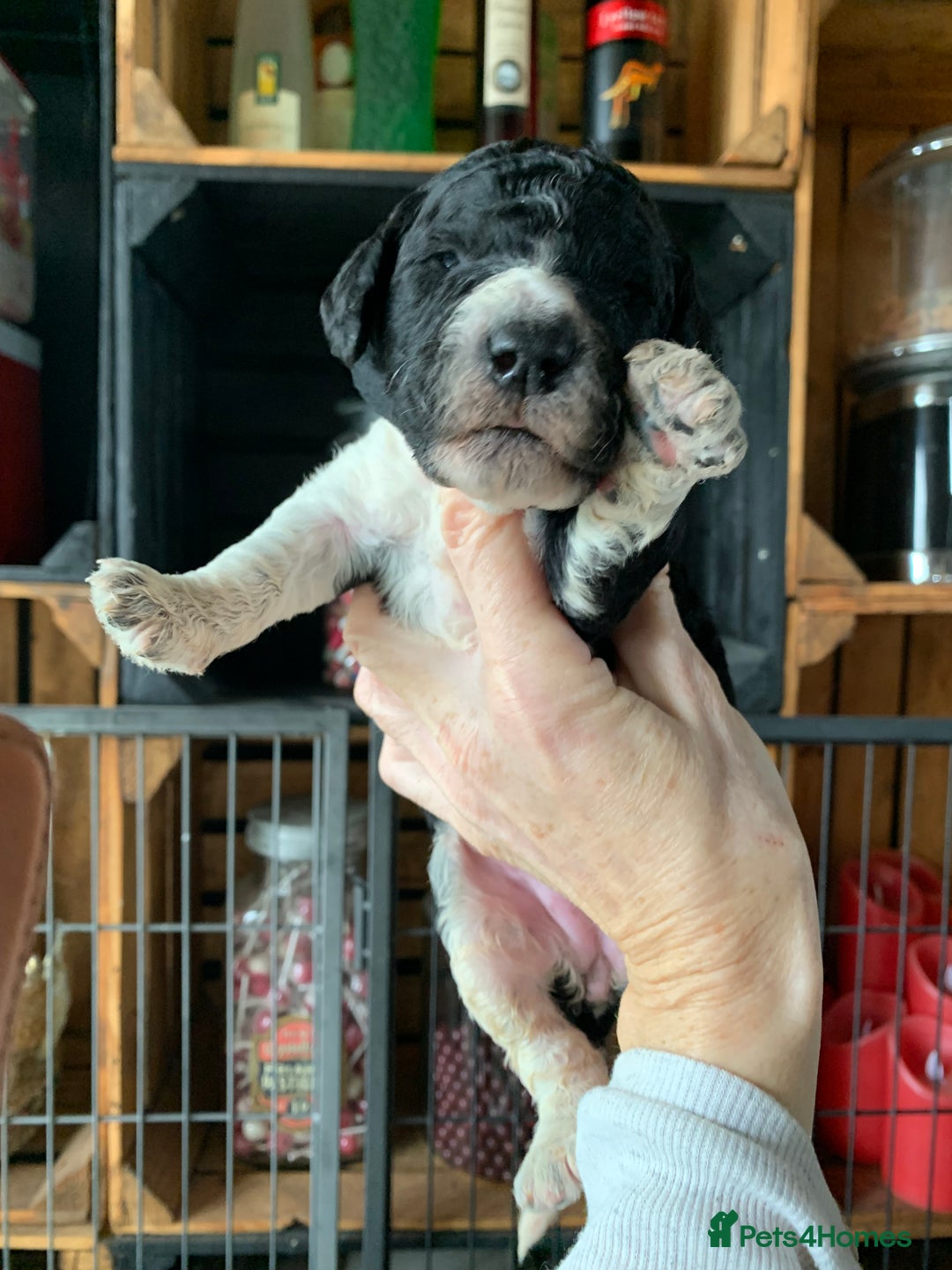Bernedoodle dogs for sale: Standard Bernedoodle Blue Merle, Black White. - Image 18