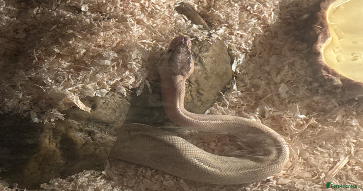 Highway python for sale in Wednesbury | Pets4Homes