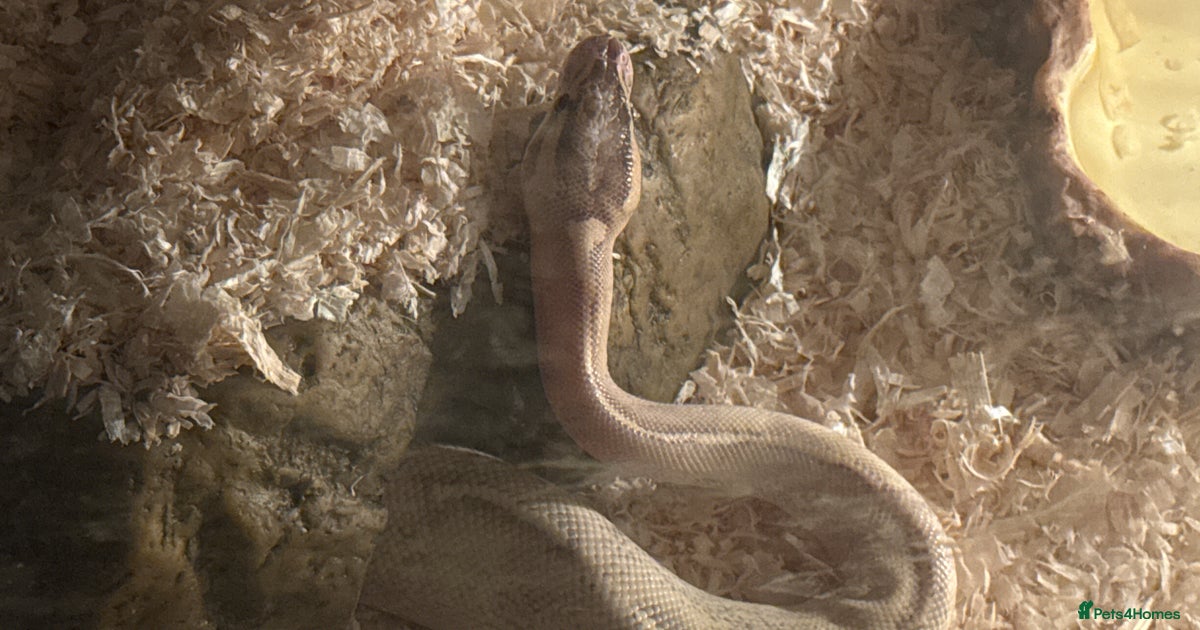 Highway python for sale in Wednesbury | Pets4Homes