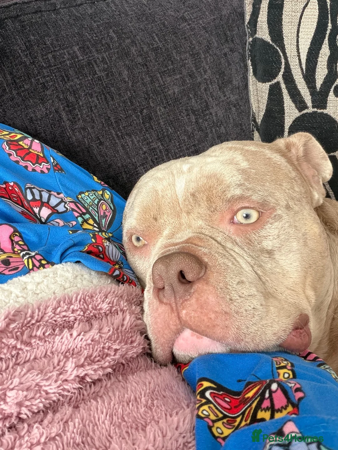 American Bully dogs for sale: American pocket bully  in Derby - Advert 3