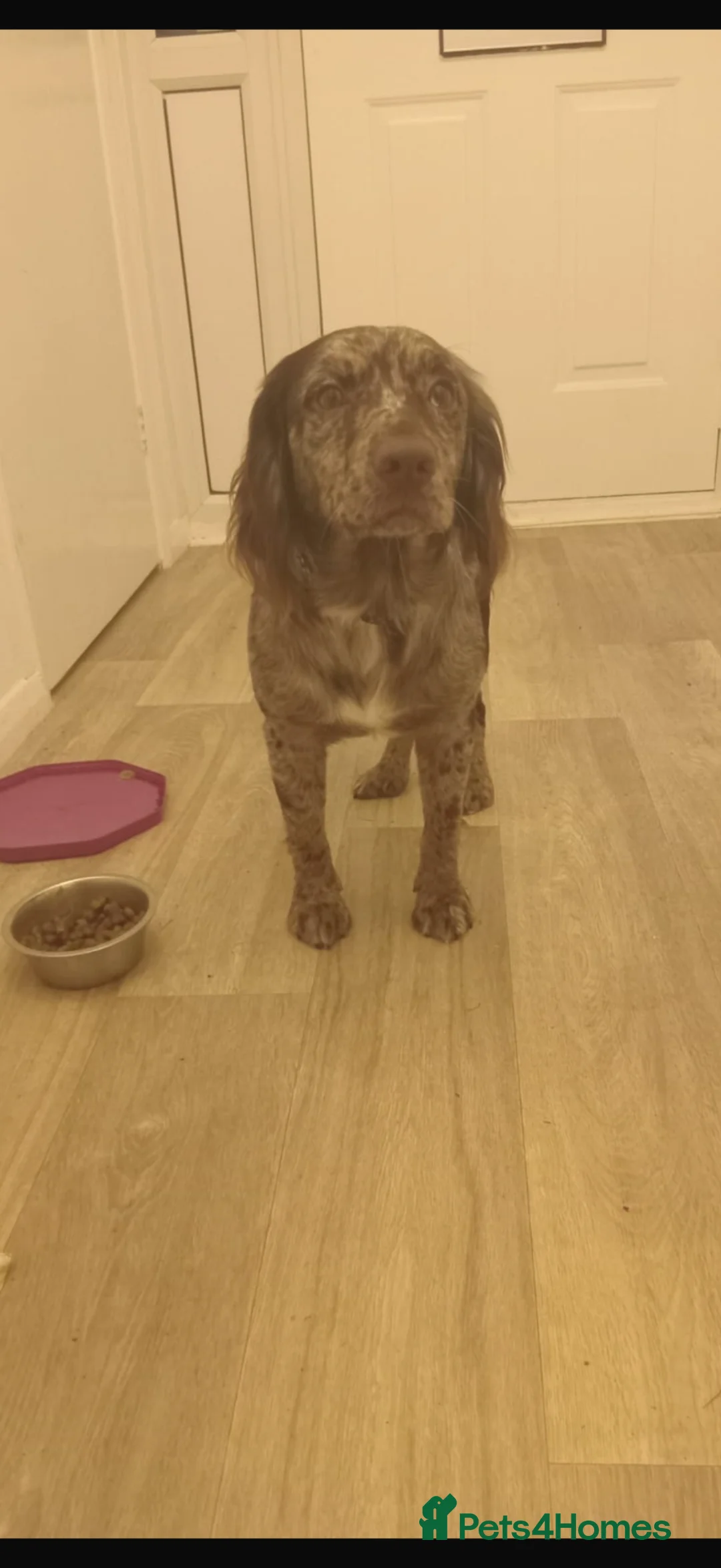 English Springer Spaniel dogs for sale: 8 beautiful spaniel puppies - Advert 17