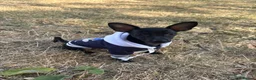 Russian Toy Terrier dogs for sale: Only male russian toy terrier puppy for sale - Advert 6