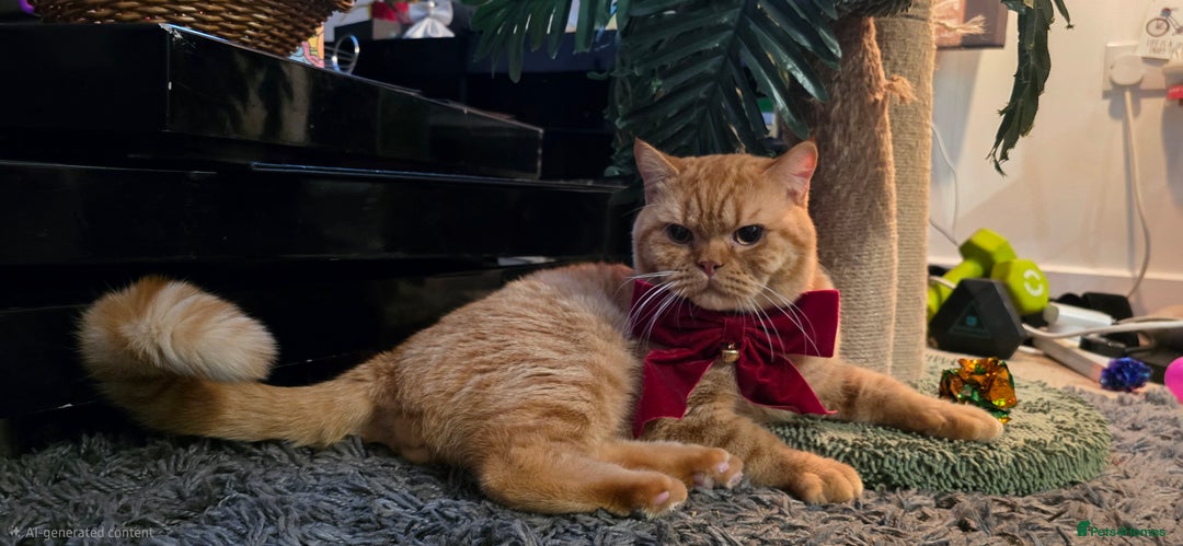 British Shorthair cats for stud: British Shorthair Stud – Pedigree Type Ginger Male - Advert 2