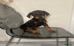 Dobermann dogs for sale: Stunning Black and Tan pups Boy and Girl   - Image 4