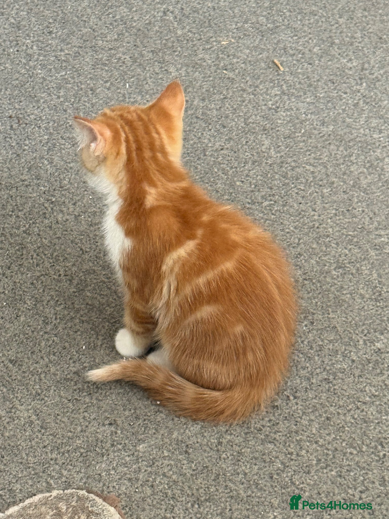 Mixed Breed cats for sale: Kittens for sale READY NOW in Brandon - Advert 20