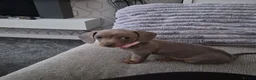 Miniature Dachshund dogs for sale: Miniature Dachshund Puppies for Sale 🐾 in Nottingham - Advert 2