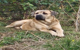 Cane Corso dogs for sale: Class Corsos  - Advert 36