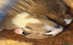 Welsh Corgi Pembroke dogs for sale: Top Pembrokeshire corgis fab Health & temprement  - Image 6