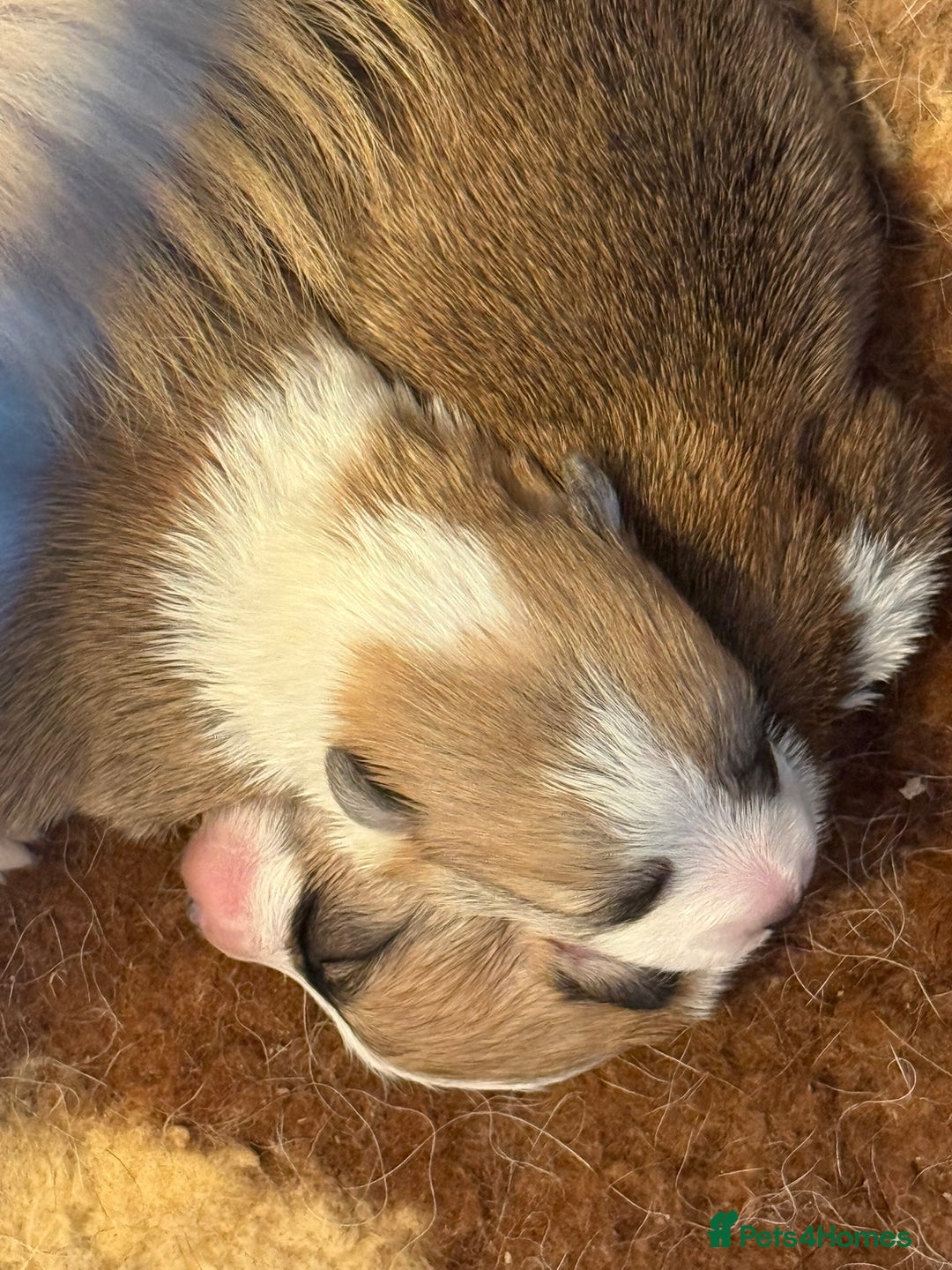 Welsh Corgi Pembroke dogs for sale: Top Pembrokeshire corgis fab Health & temprement  - Image 6