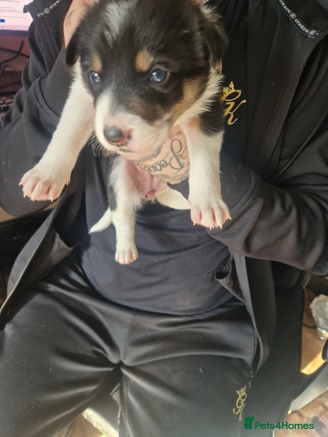 Border Collie dogs for sale: Beautiful border collies for sale  in Barnsley - Advert 2