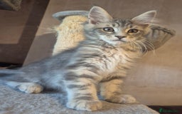 Maine Coon cats for sale: Beautiful Maine Coon kittens  - Image 3