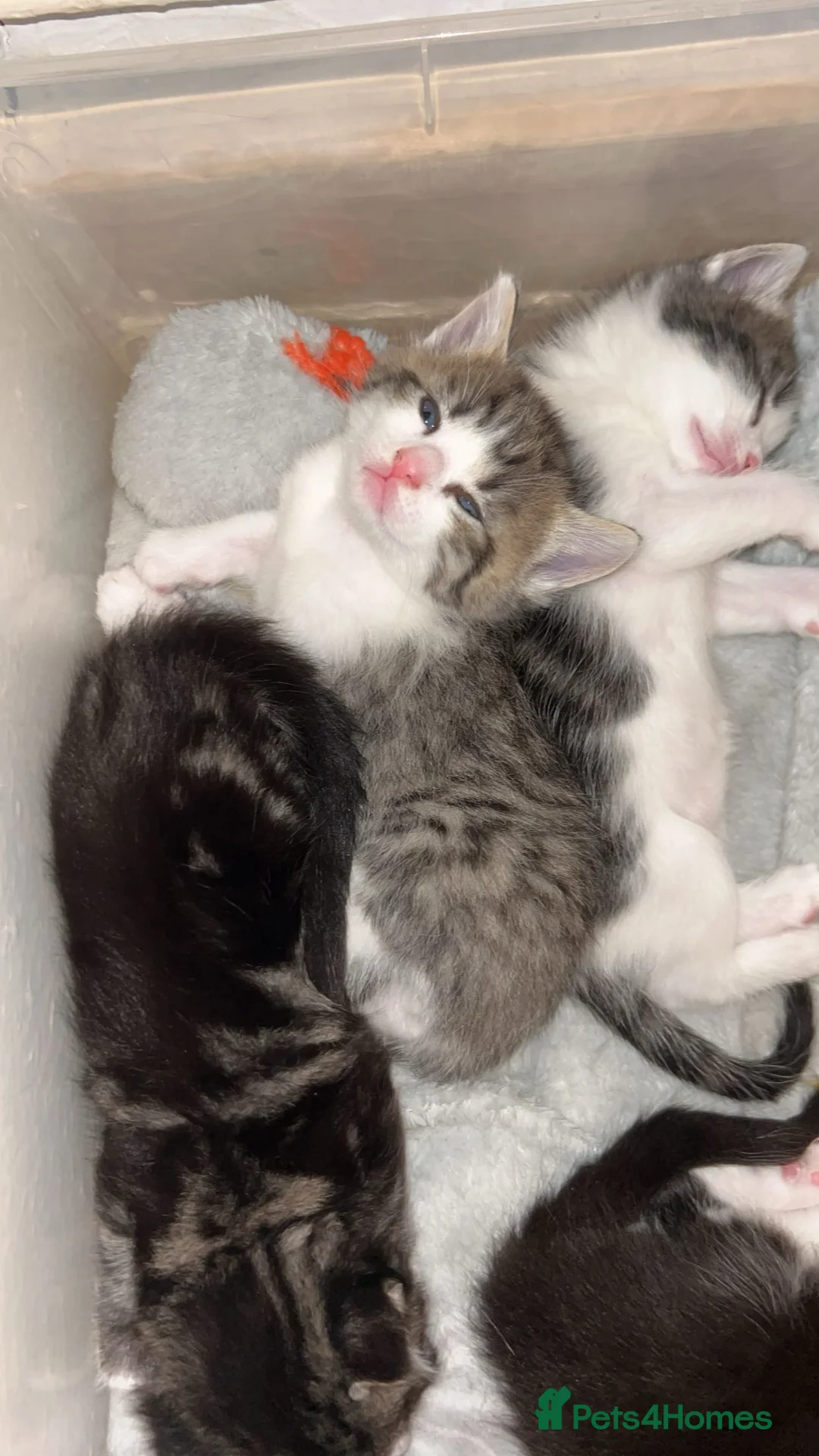 Perdoll cats for sale: Beautiful perdoll babies ❤️ - Advert 8