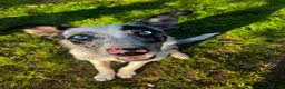 Border Collie dogs for sale: Border collie male  in Bourne - Advert 3