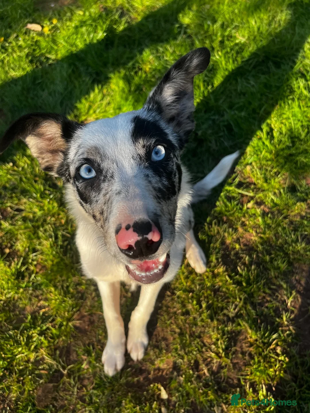 Border Collie dogs for sale: Border collie male  in Bourne - Advert 3