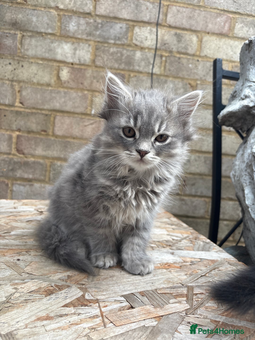 Mixed Breed cats for sale: Kitten for sale, mixed race, Scottish fold mother  - Image 10