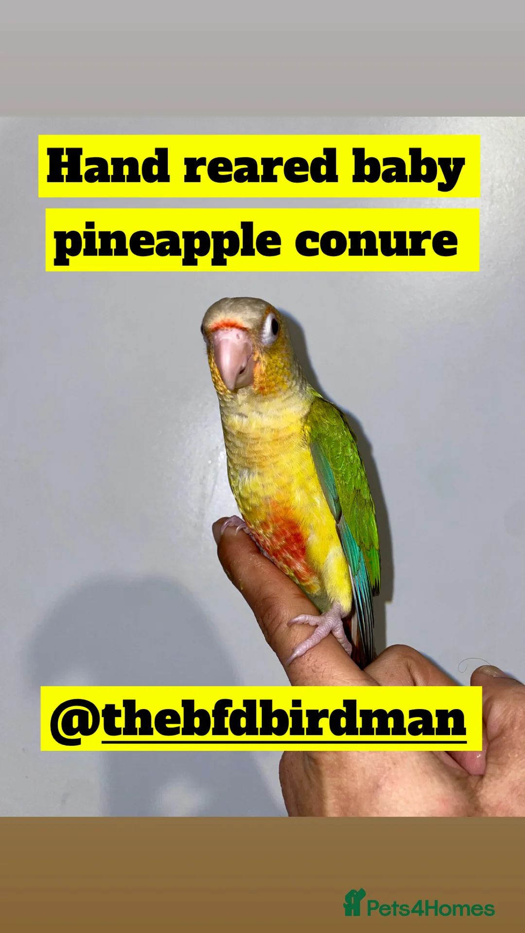 Conures birds for sale: 100% SILLY TAME HAND REARED BABY CONURES - Advert 8