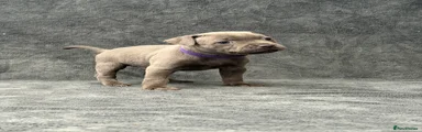 Purple - Female