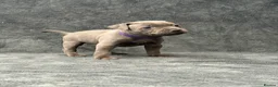 Staffordshire Bull Terrier dogs for sale: Blue Staffordshire Bull Terrier Puppies - Advert 24
